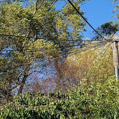 The Royal Zoological Society of Scotland. Edinburgh Zoo 2011 - Industrial Rope Access